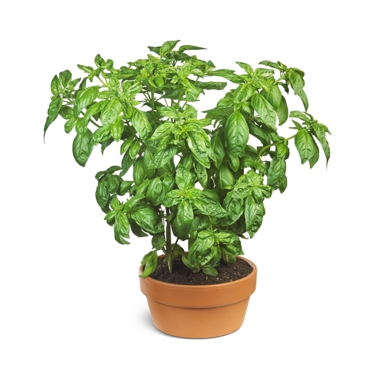 Organic Basil Plant Growing In A Pot On A White Background By Bruno Crescia / Design Pics